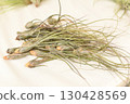 Green tillandsia air plants on a white background 130428569