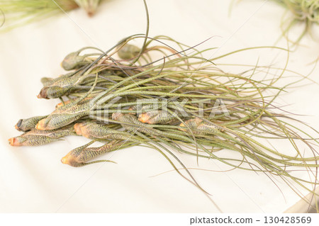 Green tillandsia air plants on a white background Green tillandsia air plants on a white background 130428569