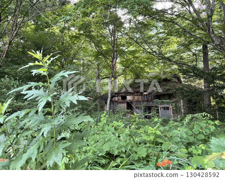 廢墟被大自然吞噬 廢墟被大自然吞噬 130428592