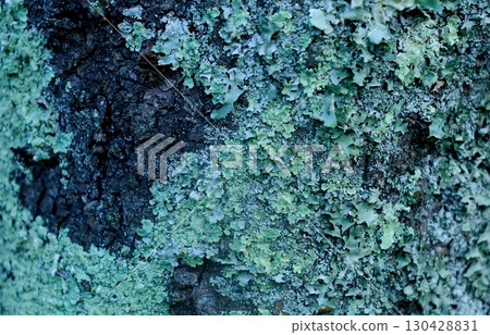 Background: Parmeliorum moss growing on the trunk of a cherry tree 130428831