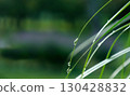 Copy space: Grass with morning dew drops Copy space: Grass with morning dew drops 130428832