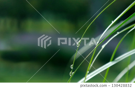 Copy space: Grass with morning dew drops Copy space: Grass with morning dew drops 130428832