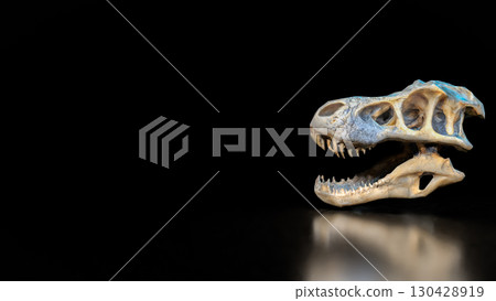 The T rex Skull for Education or sci concept 3d Rendering. 130428919