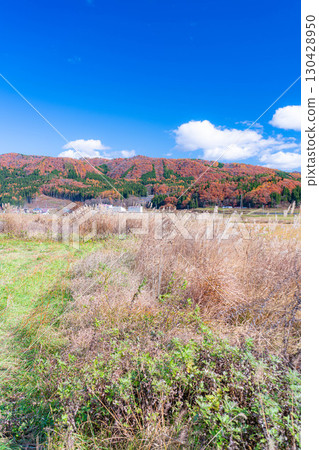 [Autumn Material] Autumn leaves and blue skies in Hakuba Village in late autumn [Nagano Prefecture] 130428950