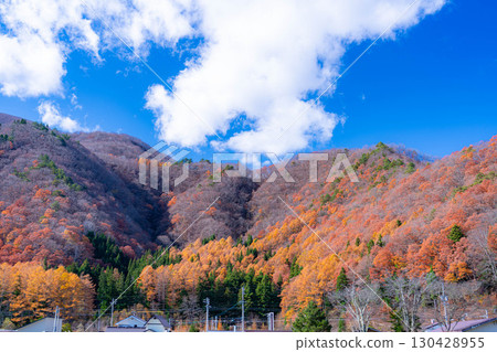 [Autumn Material] Autumn leaves and blue skies in Hakuba Village in late autumn [Nagano Prefecture] 130428955