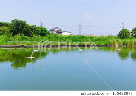 千葉縣松戶市真菖蒲池綠地週邊 2025年8月 130428975