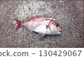 Red sea bream caught on a jig paraspin 130429067