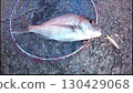Red sea bream caught on a set-up lure 130429068