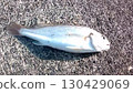 A black croaker caught on a body-attached rig 130429069