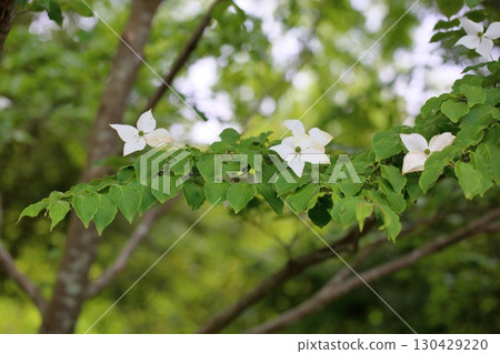 Pokeweed flower 130429220