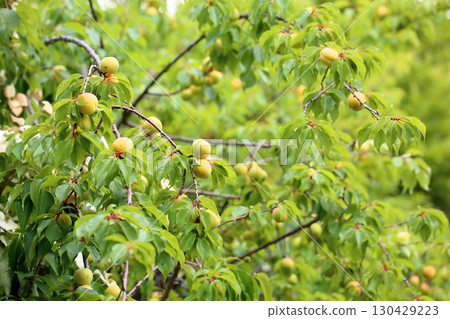 杏子目標圖 杏子目標圖 130429223