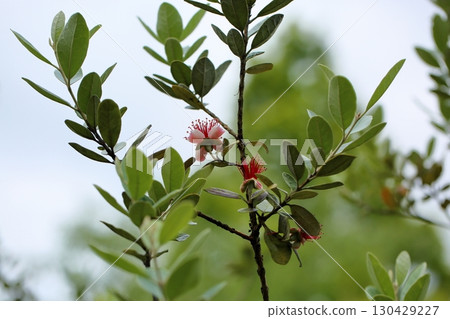 Vivid feijoa flowers 130429227