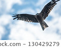 A black kite circling with sharp eyes, aiming for prey 130429279