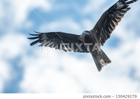 A black kite circling with sharp eyes, aiming for prey 130429279