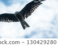 A black kite circling with sharp eyes, aiming for prey 130429280