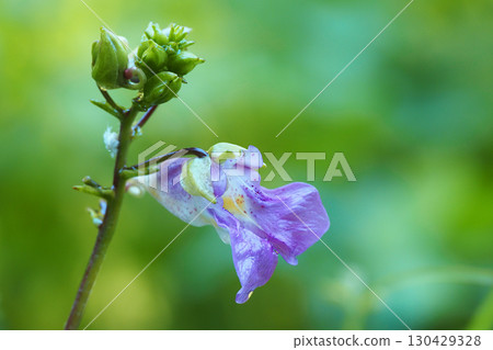 紅色的花朵 紅色的花朵 130429328