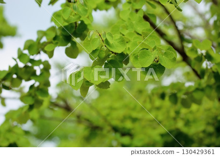 Refreshing new green katsura leaves 130429361
