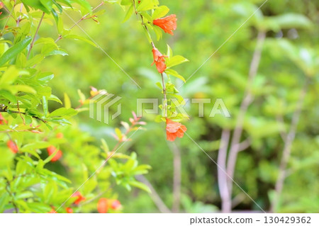 可愛的石榴花 130429362