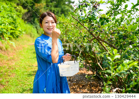 A middle-aged woman picking blueberries at a farm 130429444