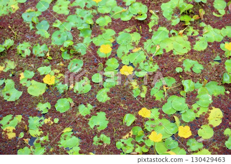 池花、浮鰈 池花、浮鰈 130429463
