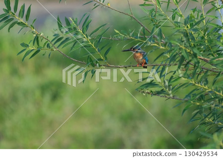 一隻翠鳥棲息在河岸的柳樹上 一隻翠鳥棲息在河岸的柳樹上 130429534