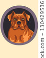 Vector illustration of Dogue de Bordeaux dog 130429536