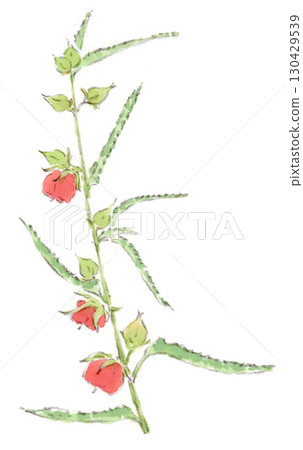 夏至秋季植物的水彩插圖，午後綻放的鮮紅色花朵，Gojika（晨花） 130429539