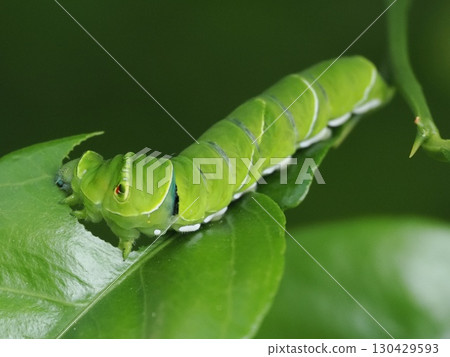 吃桔子葉子的Swallowtail幼蟲 130429593