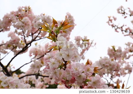 Cherry blossoms shining in the spring sunshine Cherry blossoms shining in the spring sunshine 130429639