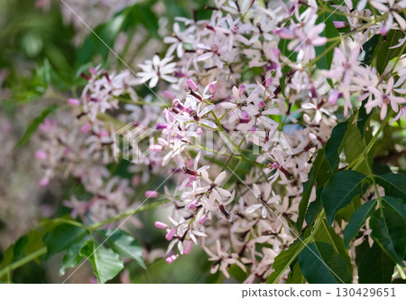 Spring blossom chinaberry tree, pride of India, bead-tree (lat.- Melia azedarach) 130429651