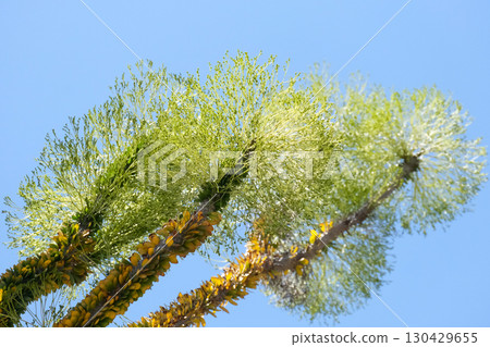Blooming Madagascar ocotillo (lat.- Alluaudia procera) 130429655