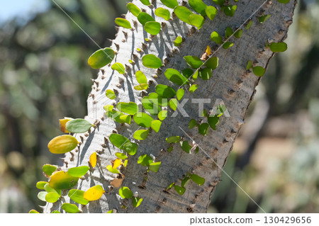 Trunk of Madagascar ocotillo (lat.- Alluaudia procera) 130429656