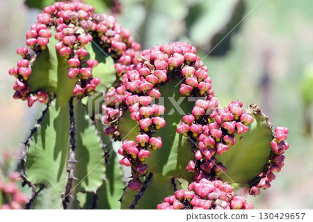 Transvaal candelabra tree (lat. Euphorbia cooperi) 130429657