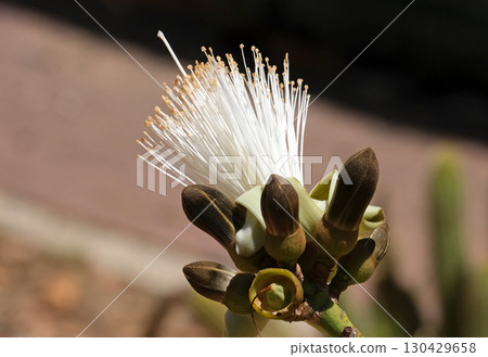 Blooming bombax ellipticum (lat.- Pseudobombax ellipticum) 130429658