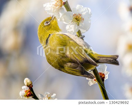 Cherry blossoms and Japanese white-eye Cherry blossoms and Japanese white-eye 130429692