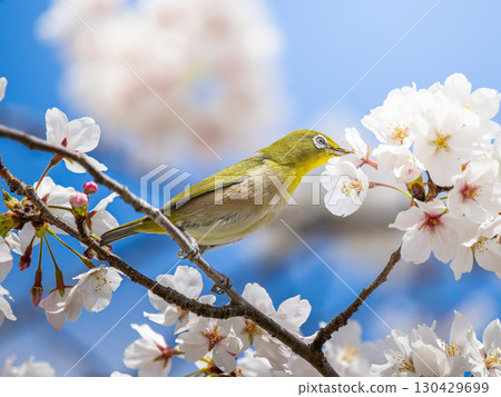 Cherry blossoms and Japanese white-eye 130429699