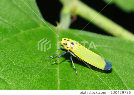 Tsunagogyo Oshoko Tsunagogyo Oshoko 130429726