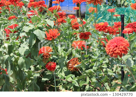 紅色百日菊花壇 130429770