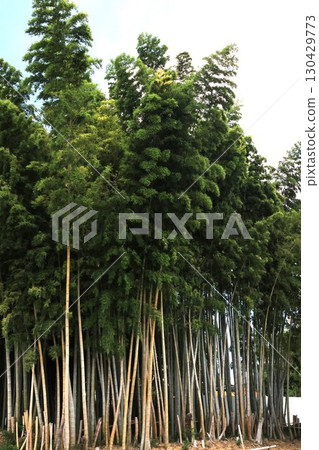 竹林風光 竹林風光 130429773