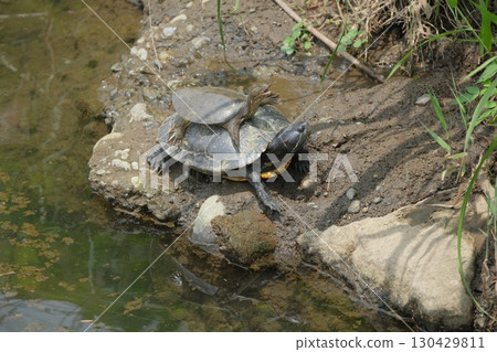 這不是小海龜在母海龜上面，而是紅耳龜在中華鱉上面，它們坐在一起很漂亮。 130429811
