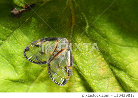 Scuba Hagoromo 130429812