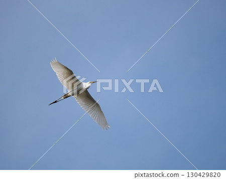An egret flying gracefully under the blue sky 130429820