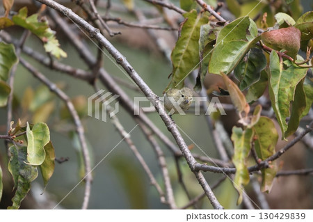 黃眉山雀 黃眉山雀 130429839