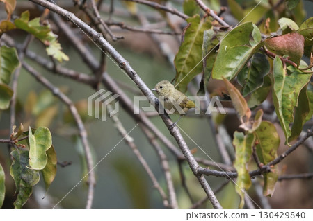 Yellow-browed tit Yellow-browed tit 130429840