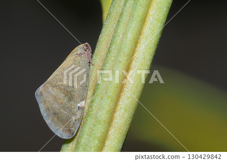 Amigasa Hagoromo 130429842