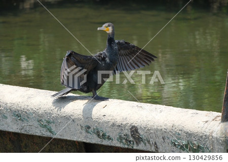 一隻鸕鶿展開翅膀晾乾 一隻鸕鶿展開翅膀晾乾 130429856