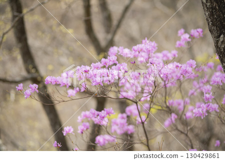 春天山間盛開的三葉杜鵑 130429861