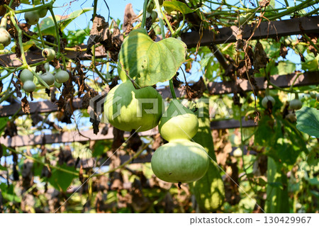 Gourd 130429967