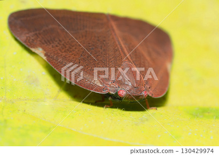 Chinese grasshopper (invasive species) 130429974
