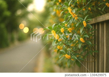 Autumnal Osmanthus Flowers | Fragrant Flower Image Material 130429975